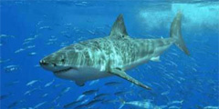 Акулы обосновались у берегов Приморья