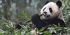 Впервые за 20 лет в Великобританию привезли гигантских панд
