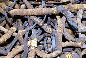 \Грибная лихорадка\ в горах Тибета