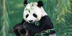 Город больших панд создадут в Китае