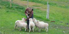 Помощь при рождении ягнят - новое предложение для гостей Исландии