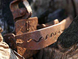 На Урале туристка попала в медвежий капкан