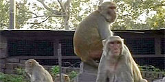 Индийская Агра оккупирована мартышками