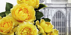 Вестминстерское аббатство украсят цветами