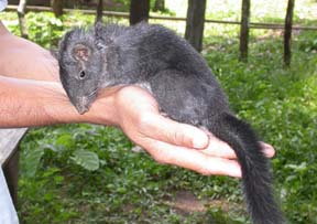 Лаосский ископаемый грызун оказался живым