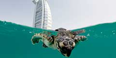 В отелях группы Jumeirah спасают морских черепах