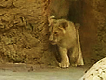 Крымского фотографа-живодера накажут за фотосессии туристов со львенком