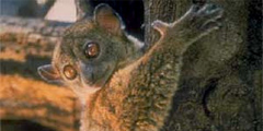 Лемуры становятся на Мадагаскаре вымирающим видом
