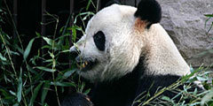 Панда защищается от туристов