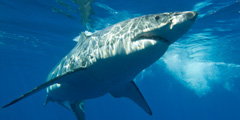 Акулы стали чаще нападать на людей