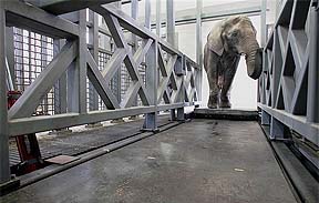 Аляска не хочет расставаться с единственным слоном