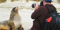 Новая Зеландия теряет морских львов
