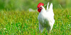 В Бресе будут судить цыплят