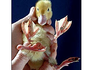 В Великобритании родился утенок с 4 лапами