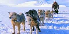 Чукотка предложит туристам круизы и катание на собачьих упряжках
