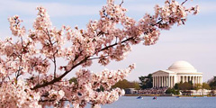 Фестиваль цветущей вишни пройдет в Вашингтоне