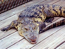 В Австралии полутораметровый крокодил сорвал занятия водной аэробикой