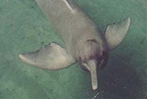 Хотите полюбоваться на речных дельфинов? – Отправляйтесь на Янцзы