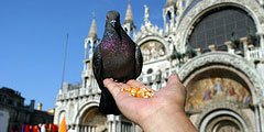 В Венеции официально запретят кормить голубей