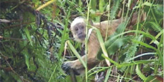 В Бразилии обнаружен новый вид обезьян