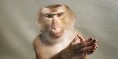Турист пожаловался на макаку в полицию