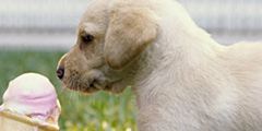 Мороженое для собак появилось в Вене