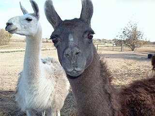 В Италии туристам предлагают гипоаллергенных спутников из Перу