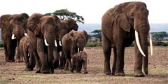 Туристам покажут эфиопских слонов