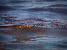 Нефть на пляжах Хургады не пугает российских туристов