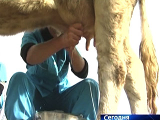 На Кузбассе туристы доят коров за деньги