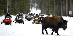 В Йеллоустоне сократят количество снегоходов