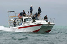 На побережье ЮАР усиливают охрану, чтобы защитить туристов от акул