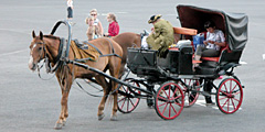 Прогулочные кареты могут исчезнуть с улиц Санкт-Петербурга