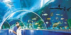 В британском Бристоле откроется аквариум