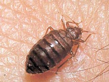 Туристов на экскурсии по Нью-Йорку заели клопы