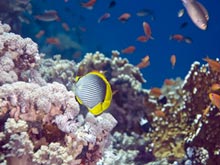 Российские туристы променяли Турцию на Египет