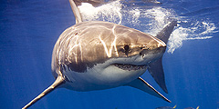 В берегов Австралии ищут акулу-людоеда