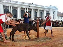 На празднике в Непале зарежут 300 тысяч жертвенных животны