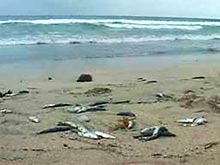 Главный пляж Бали завалило тухлой селедкой