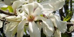 Цветущие магнолии украсили Украину