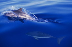 Каждому дельфину свое имя