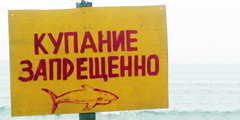 На защиту пляжей Приморья от акул не нашлось денег