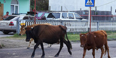 Коровы больше не побеспокоят туристов в Аджарии