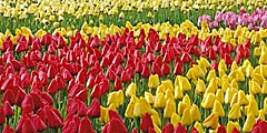 Ярмарка тюльпанов пройдет в Нидерландах