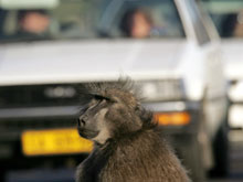 В ЮАР банды обезьян-бабуинов грабят туристов, отнимая съестное