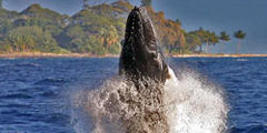 Фестиваль китов пройдет на Мауи