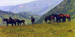 Карачаево-Черкесия развивает конный туризм