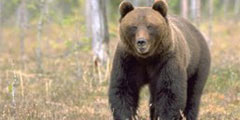 Шведская провинция Емтланд перенаселена медведями