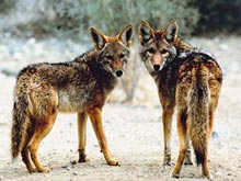 В Канаде 19-летнюю туристку до полусмерти искусали койоты