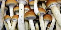 В Нидерландах запрещают продажу галлюциногенных грибов
